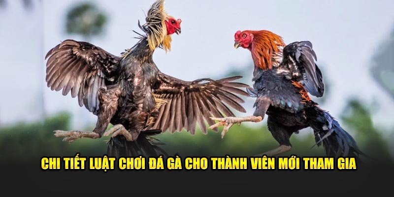 Chi tiết luật chơi đá gà cho thành viên mới tham gia