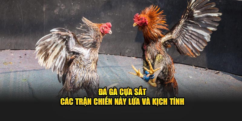 đá gà cựa sắt